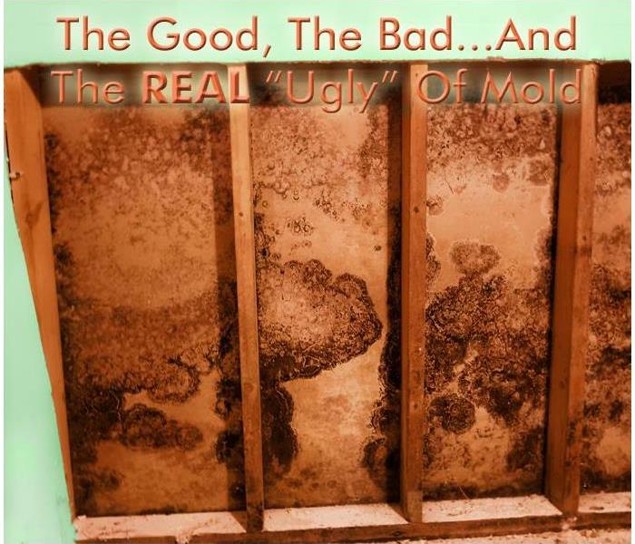 While mold can have some very positive outcomes in a variety of applications, it’s NEVER a good thing in your home or office!